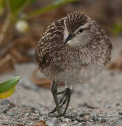 Tuamotu Sandpiper