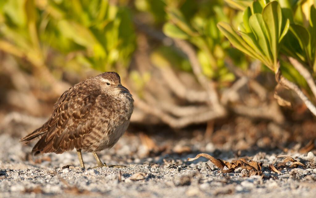 Tuamotu Sandpiperadult