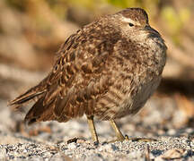 Tuamotu Sandpiper