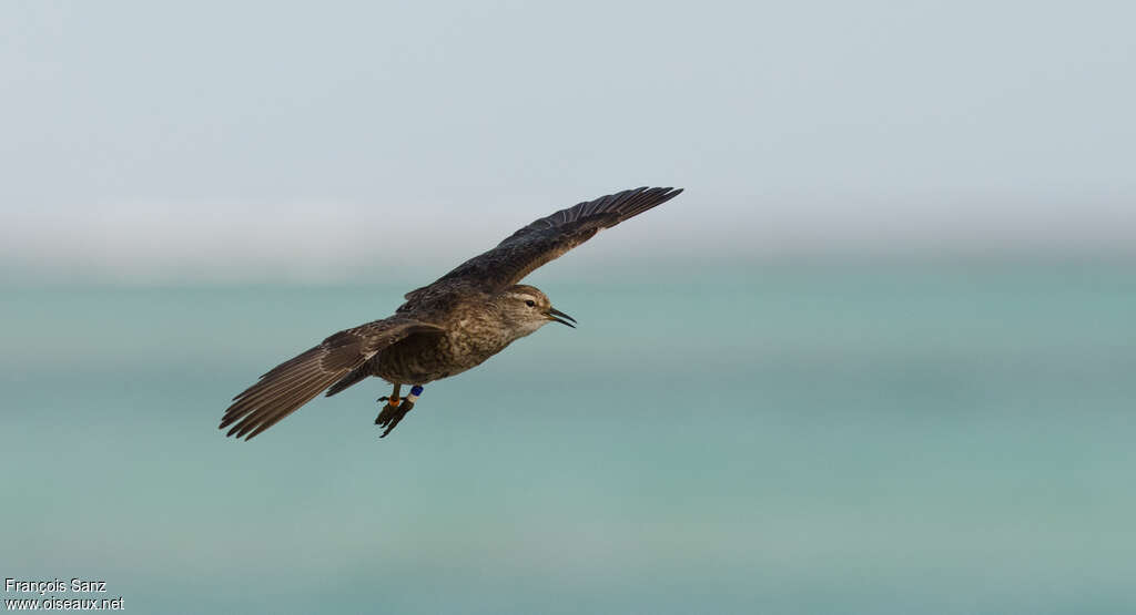 Tuamotu Sandpiperadult, Flight, song