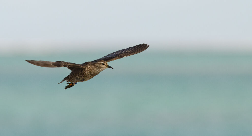 Tuamotu Sandpiperadult, Flight, song