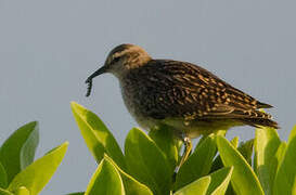 Tuamotu Sandpiper