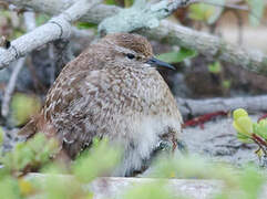 Tuamotu Sandpiper