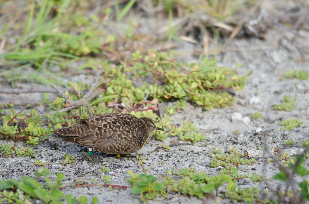 Tuamotu Sandpiperadult, Reproduction-nesting, Behaviour