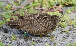 Tuamotu Sandpiper