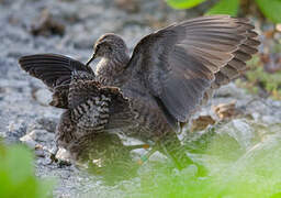 Tuamotu Sandpiper