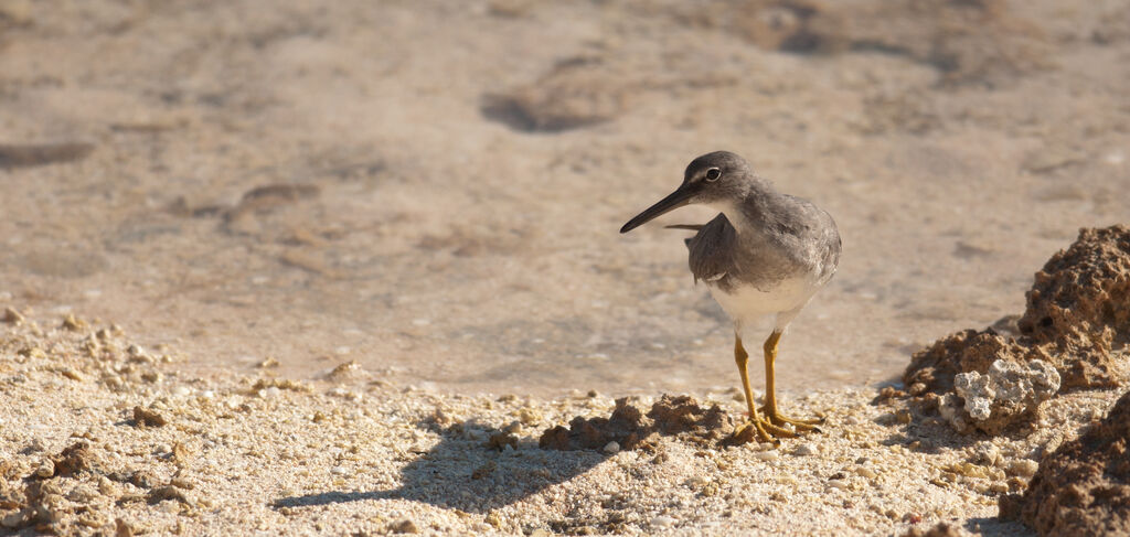 Wandering Tattleradult post breeding