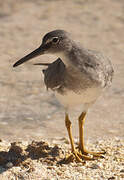 Wandering Tattler