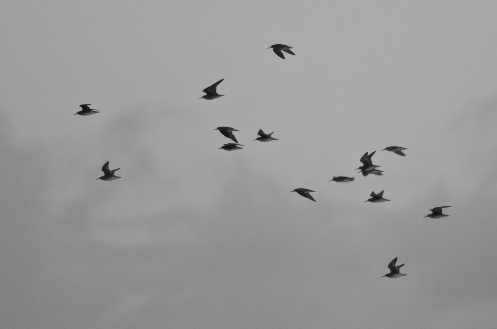 Wandering Tattleradult, Flight