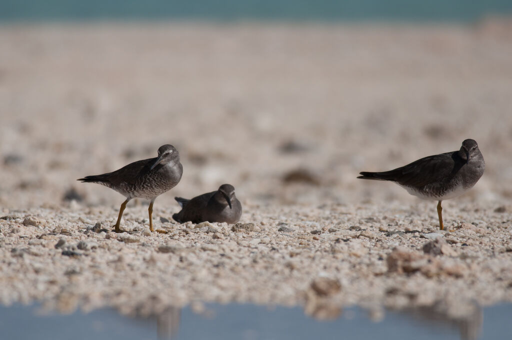 Wandering Tattler