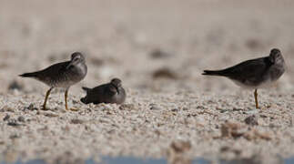 Wandering Tattler