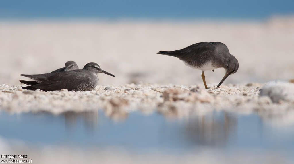 Wandering Tattleradult breeding, Behaviour