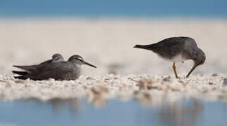 Wandering Tattler