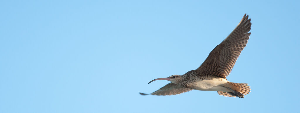 Bristle-thighed Curlewadult