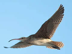 Bristle-thighed Curlew