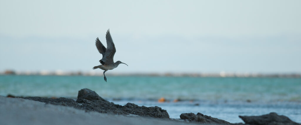 Bristle-thighed Curlewadult