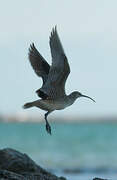 Bristle-thighed Curlew