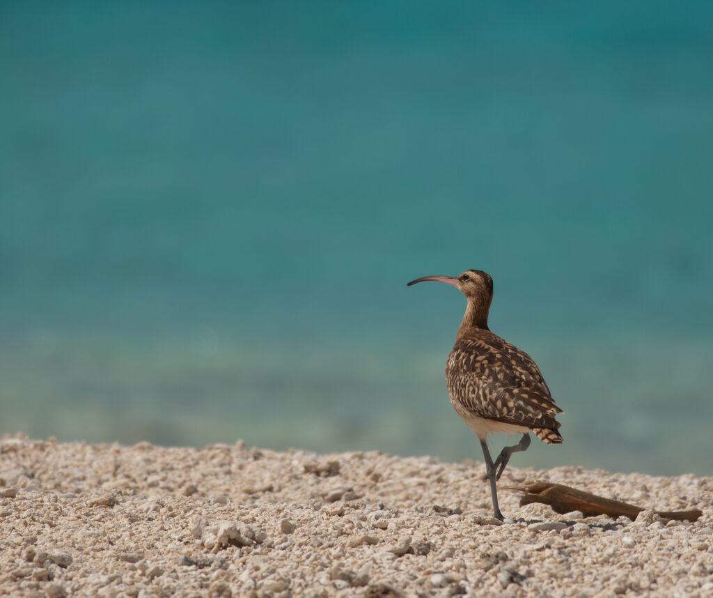 Bristle-thighed Curlewadult