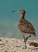 Bristle-thighed Curlew