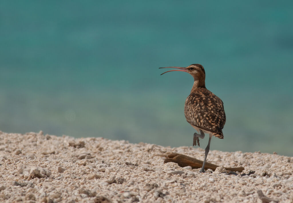 Bristle-thighed Curlewadult