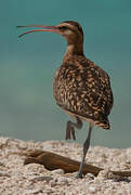 Bristle-thighed Curlew