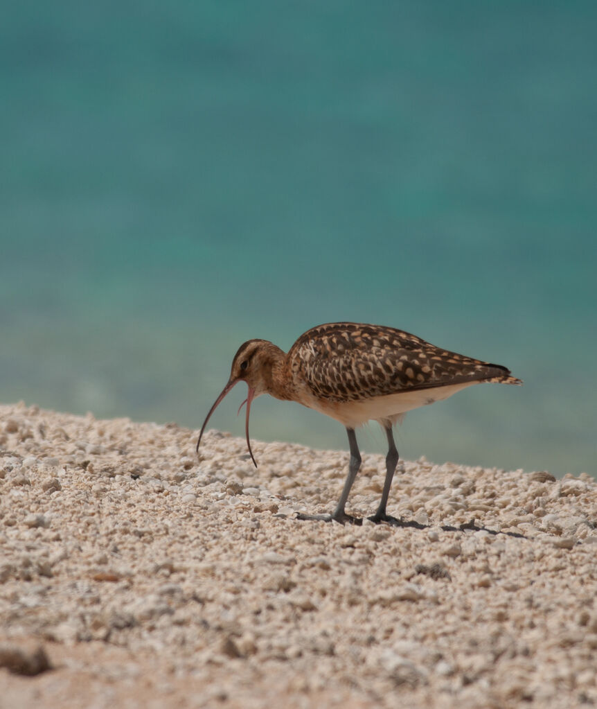 Bristle-thighed Curlewadult