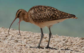 Bristle-thighed Curlew