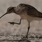 Courlis d'Alaska