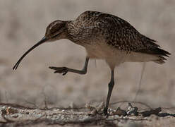 Bristle-thighed Curlew