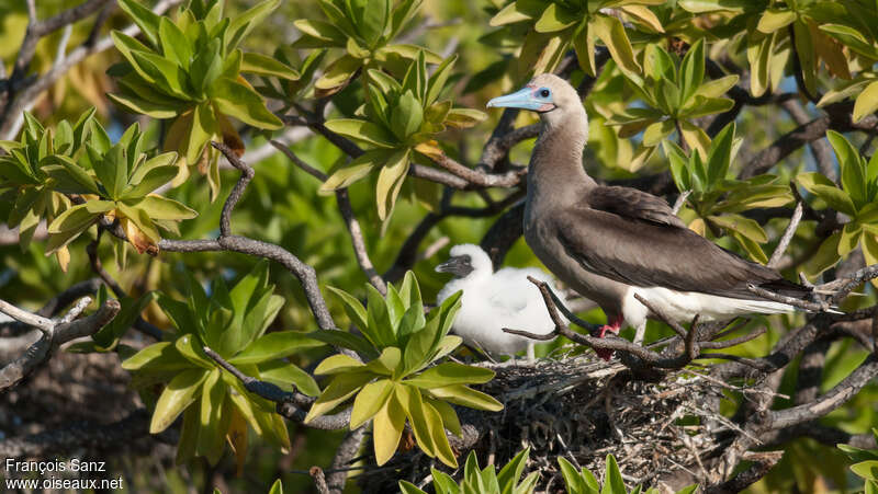 Red-footed Booby, habitat, pigmentation, Reproduction-nesting