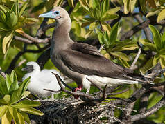 Red-footed Booby