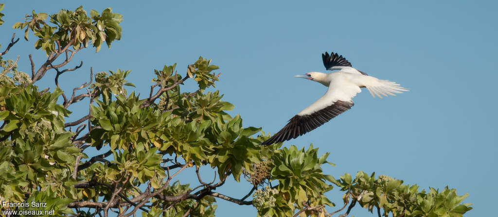 Red-footed Boobyadult, pigmentation, Flight