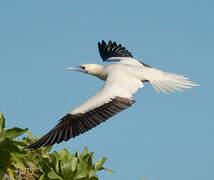 Red-footed Booby