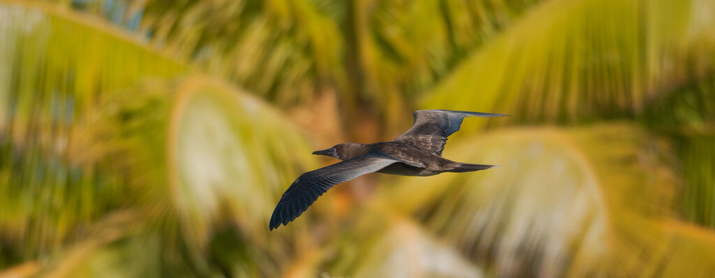 Red-footed BoobyFirst year