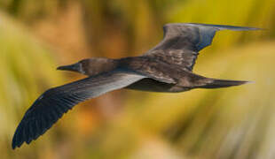 Red-footed Booby