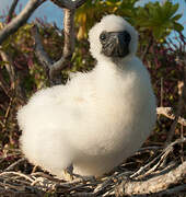 Red-footed Booby