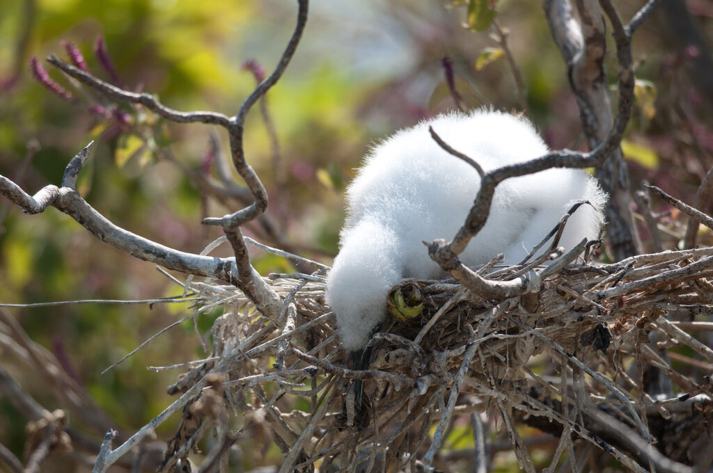 Red-footed Boobyjuvenile