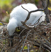 Red-footed Booby