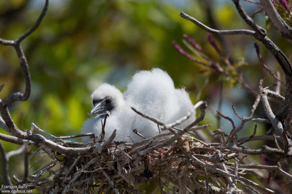 Red-footed BoobyPoussin, identification