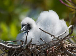 Red-footed Booby