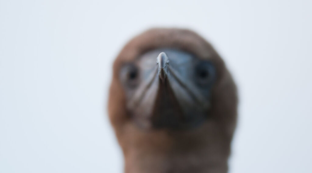 Red-footed BoobyFirst year