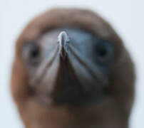 Fou à pieds rouges