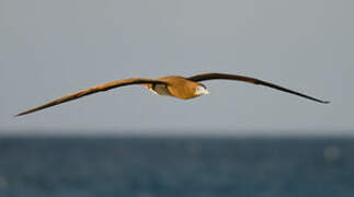 Brown Booby