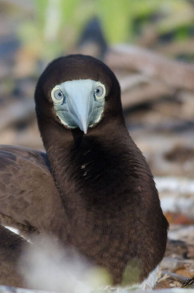 Brown Boobyadult, Reproduction-nesting