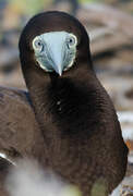 Brown Booby