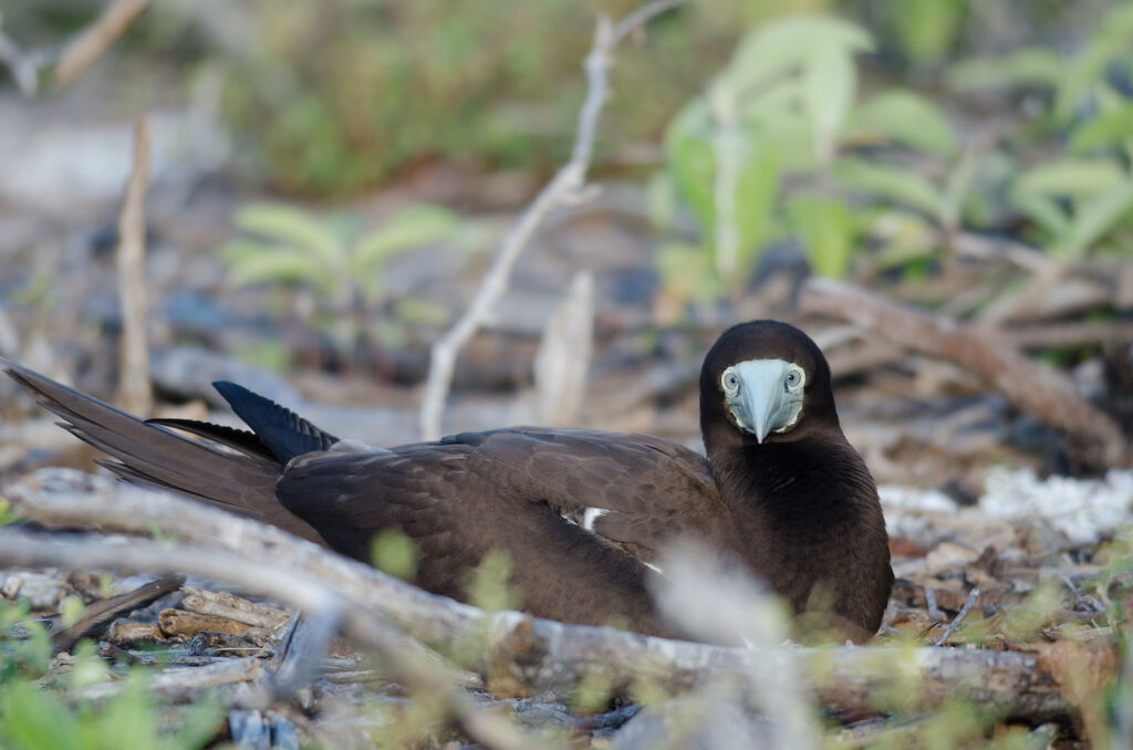 Brown Boobyadult, Reproduction-nesting