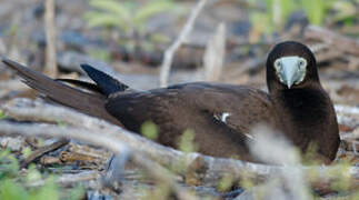 Brown Booby