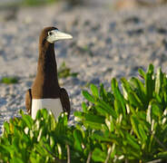 Brown Booby