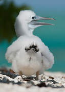 Brown Booby