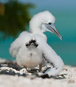 Brown Booby